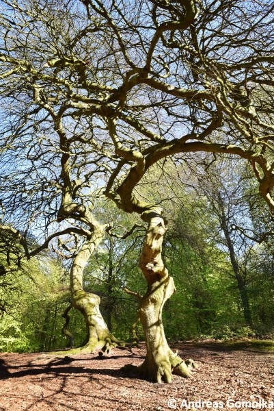 Fagus sylvatica var. tortuosa