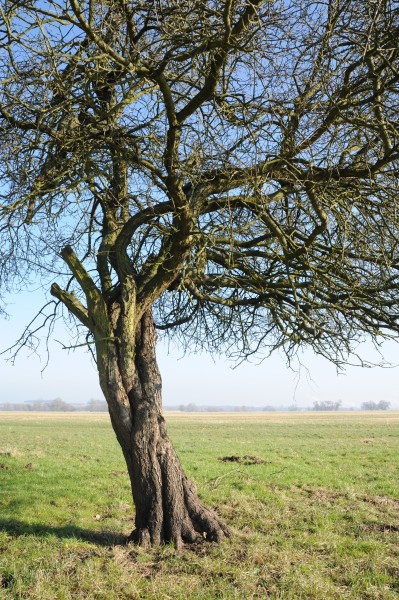 Rhamnus catharica