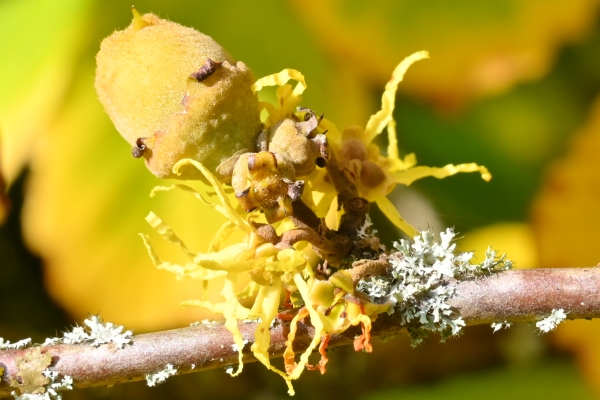 Hamamelis virginiana