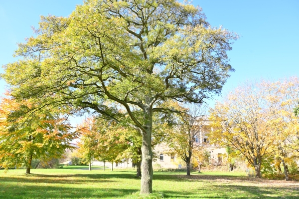 Quercus robur 'Pectinata', Mollenstorf